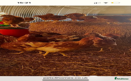 Chickens poultry for sale: Road island reds, buffs & hybrids 18 weeks old  - Image 4
