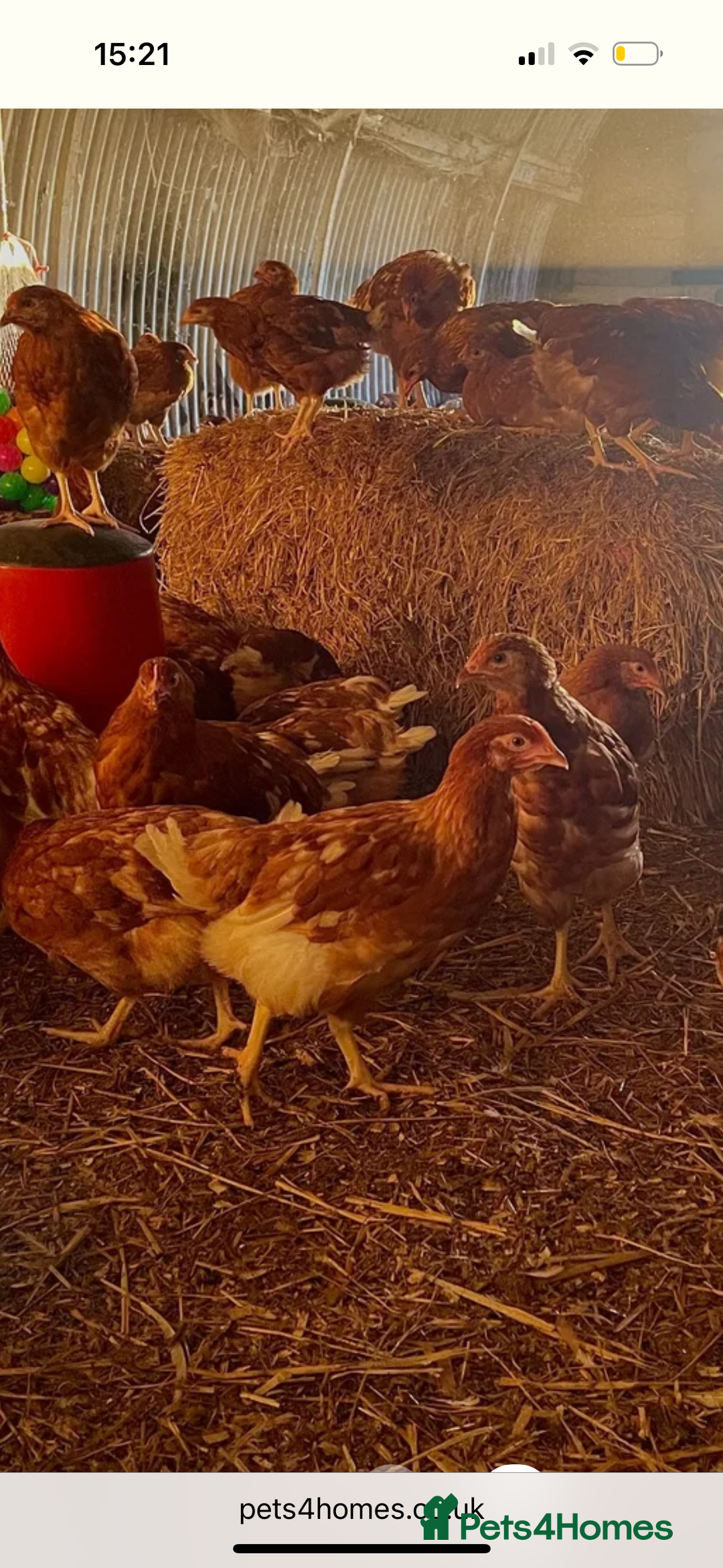 Chickens poultry for sale: Road island reds, buffs & hybrids 18 weeks old  - Image 4