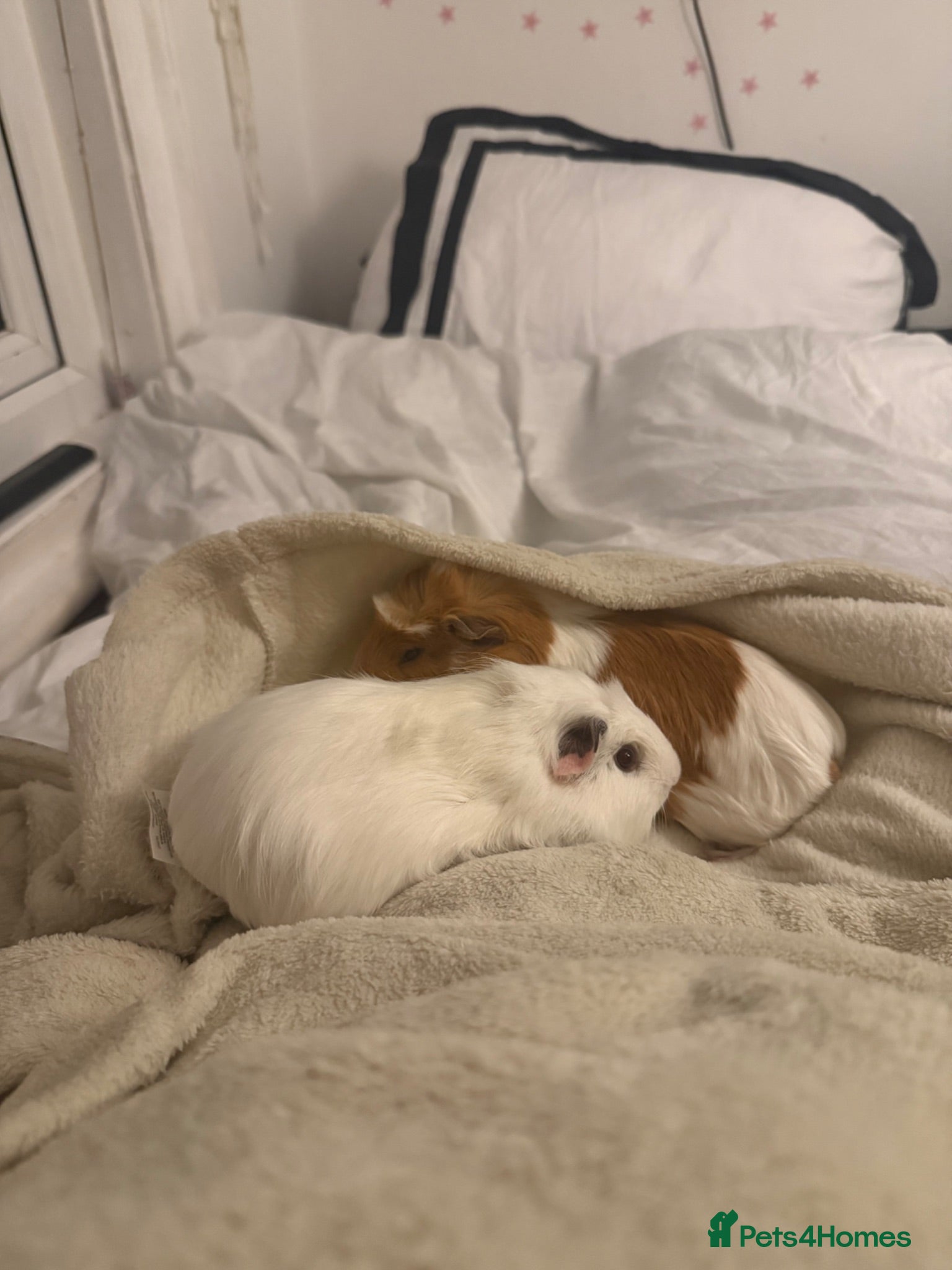 Guinea Pig rodents 2 gorgeous Female Sows - Advert 1