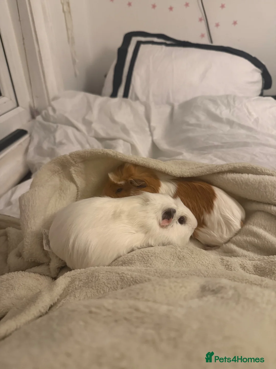 Guinea Pig rodents for sale: 2 gorgeous Female Sows - Advert 1