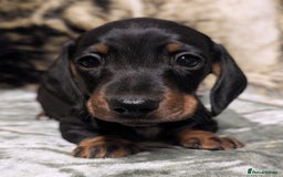 Miniature Dachshund dogs for sale: Quality KC / PRA Clear Minature Dachshund Puppies  - Image 6