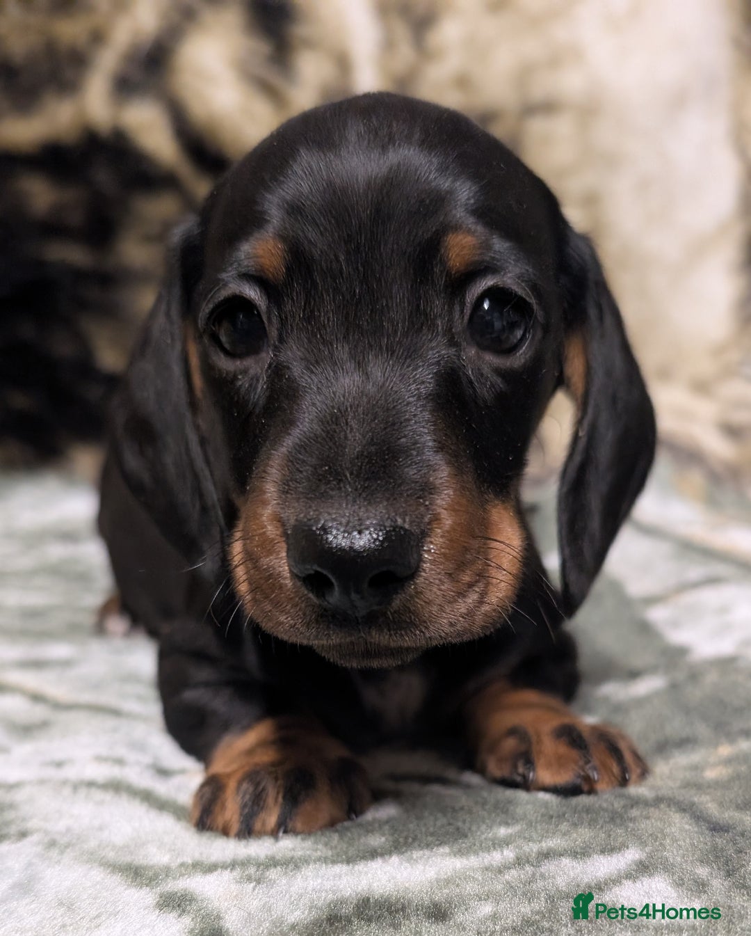 Miniature Dachshund dogs for sale: Quality KC / PRA Clear Minature Dachshund Puppies  - Image 6