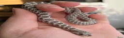 Snake reptiles for sale: Various Western Hognoses - Advert 15