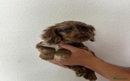 Cocker Spaniel dogs for sale: STUNNING COCKER SPANIEL PUPPIES  - Image 13