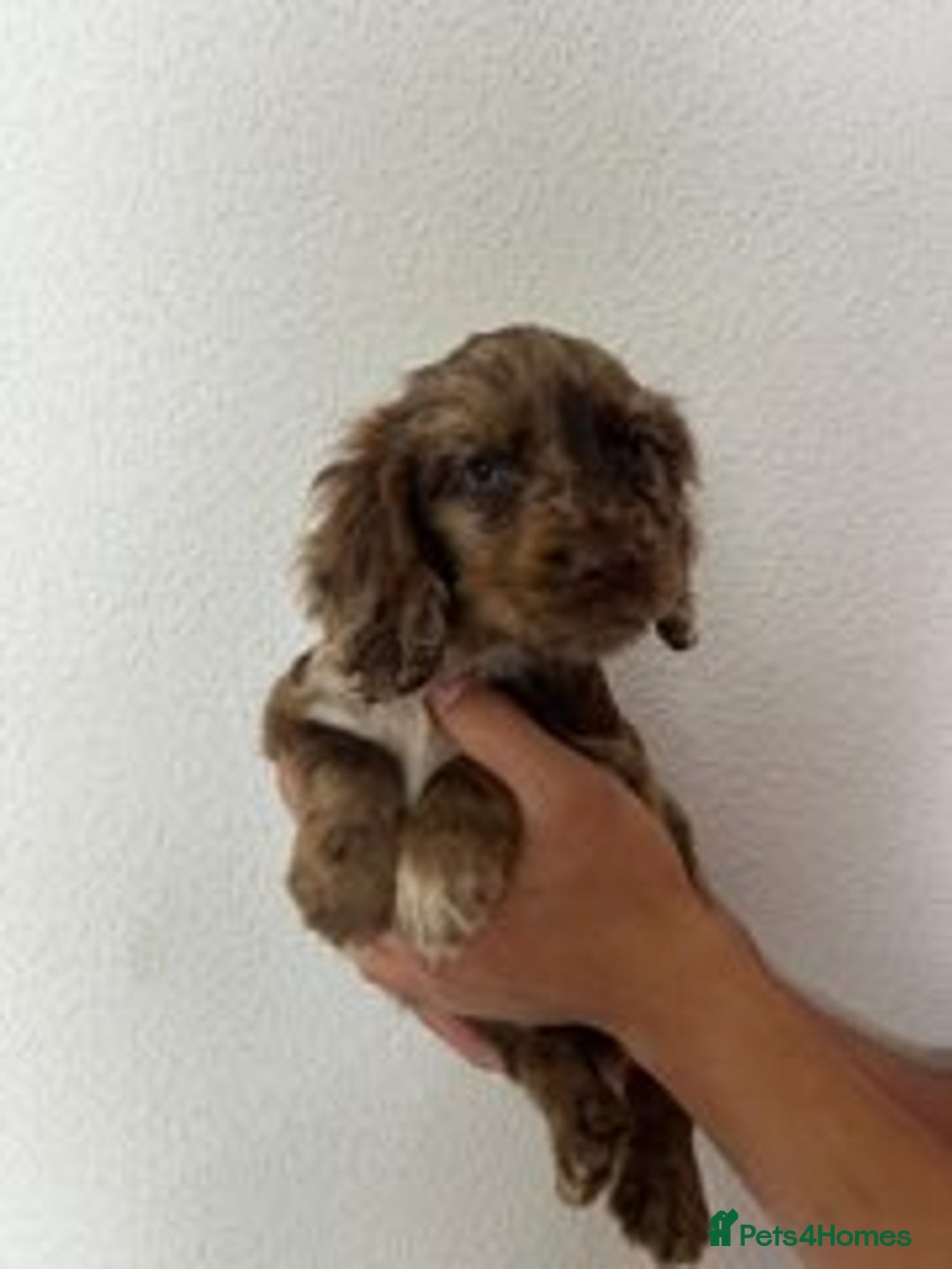 Cocker Spaniel dogs for sale: STUNNING COCKER SPANIEL PUPPIES  - Image 13
