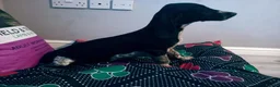 Mixed Breed dogs for sale: KC Basset Hound x KC German Shorthaired Pointer  - Advert 20