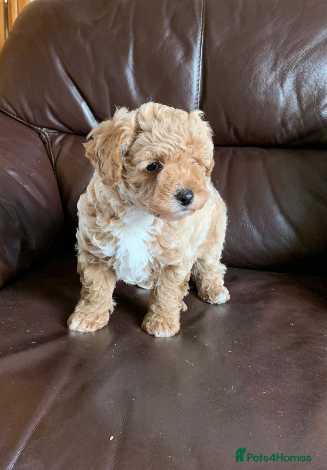 Poochon dogs for sale: Outstanding Poochon puppies - Advert 12