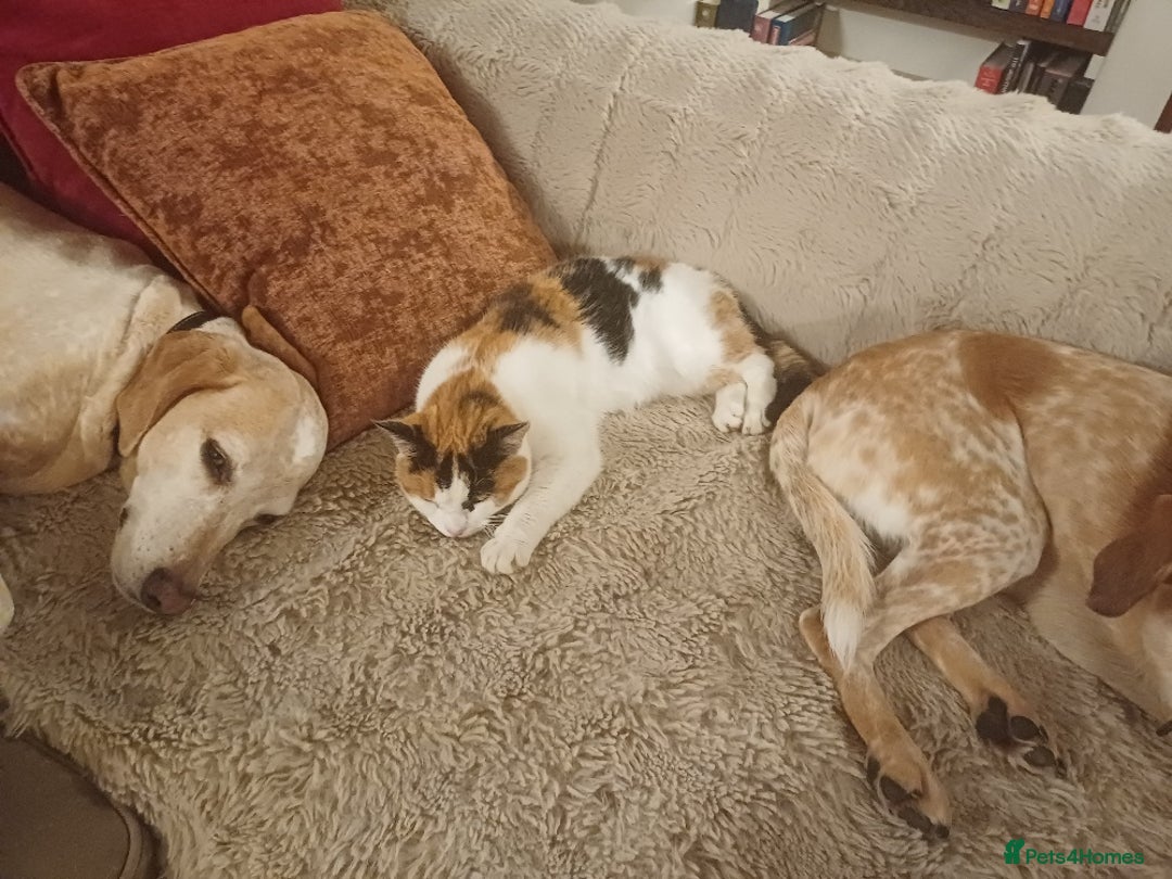 Mixed Breed cats for sale: Lovely and friendly sister cats - Advert 14