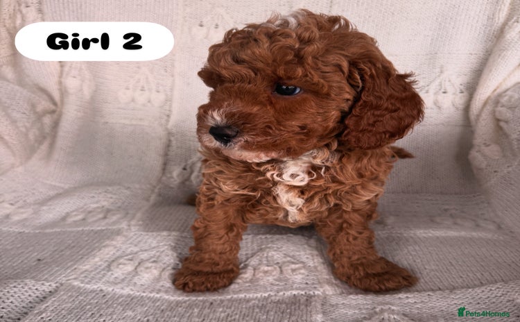 Cavapoo dogs - Advert 16