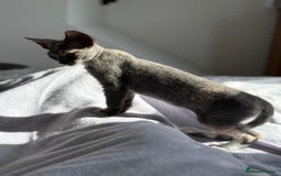 Devon Rex cats for sale: Devon Rex  - Image 2