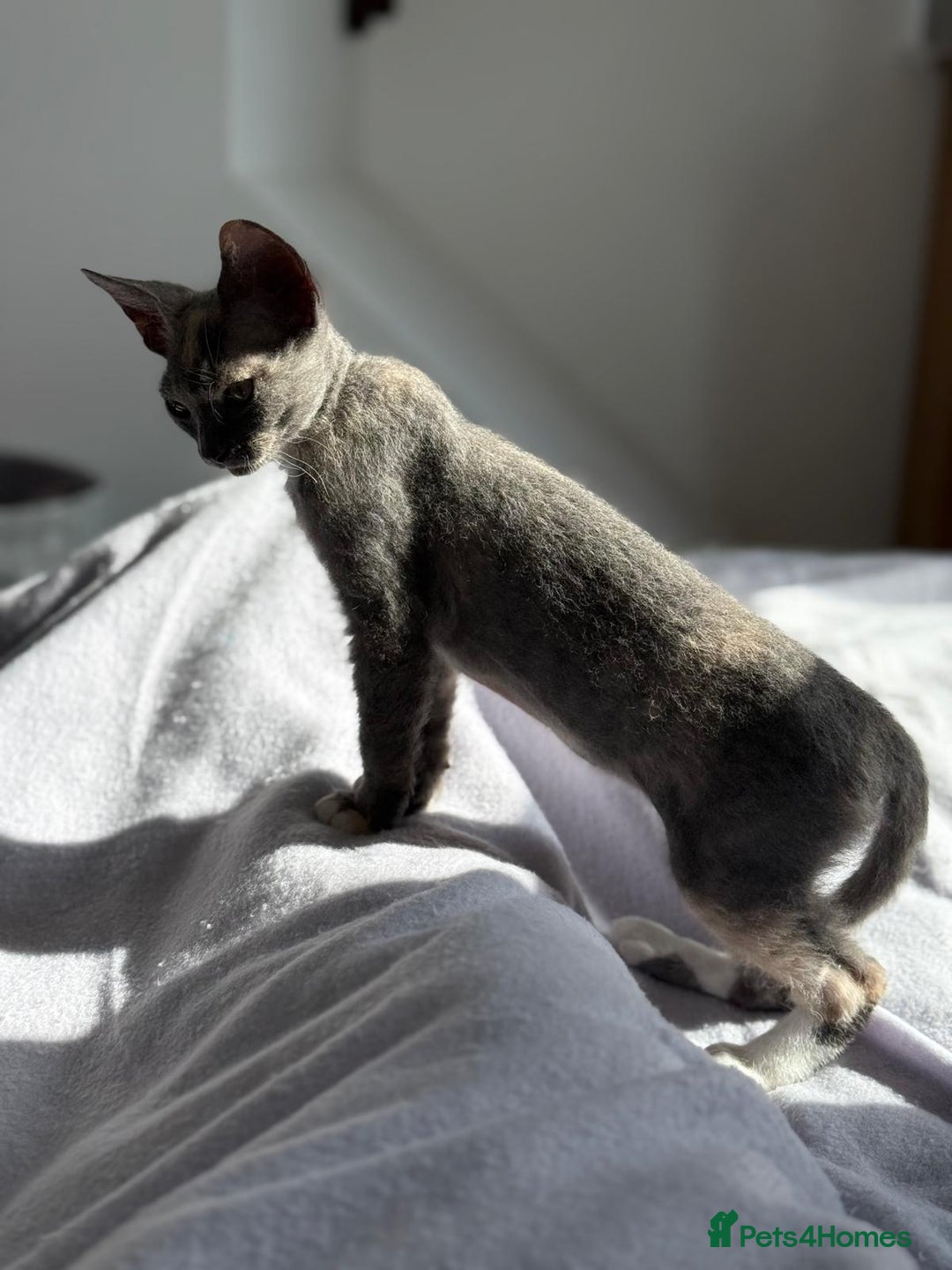 Devon Rex cats for sale: Devon Rex  - Image 2