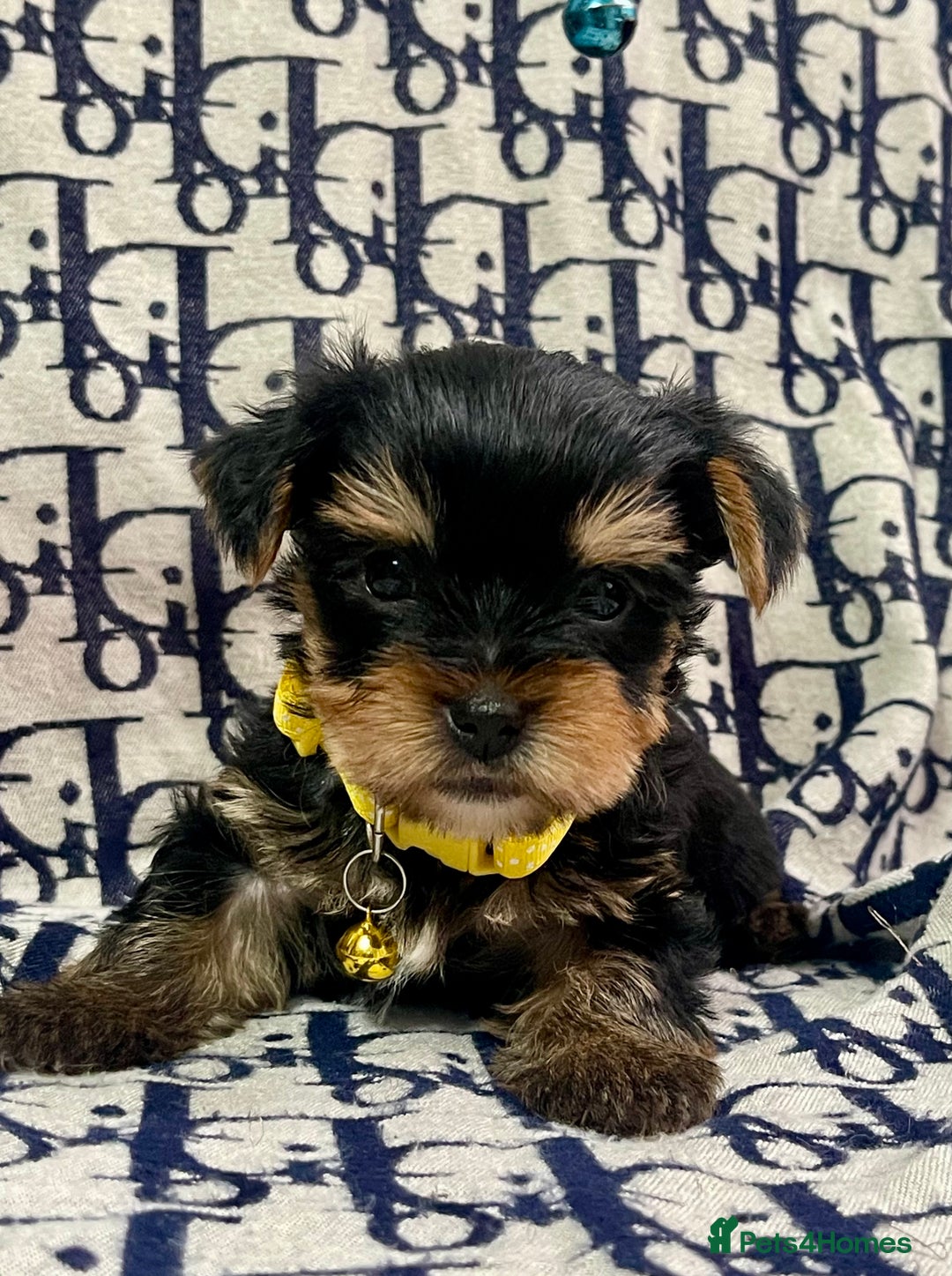 Yorkshire Terrier dogs for sale: Beautiful Yorkshire Terrier Puppies  - Advert 5