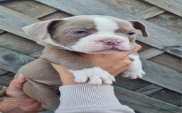 American Bully dogs for sale: Exotic American bully pups blood lines of bitcoin  - Image 11