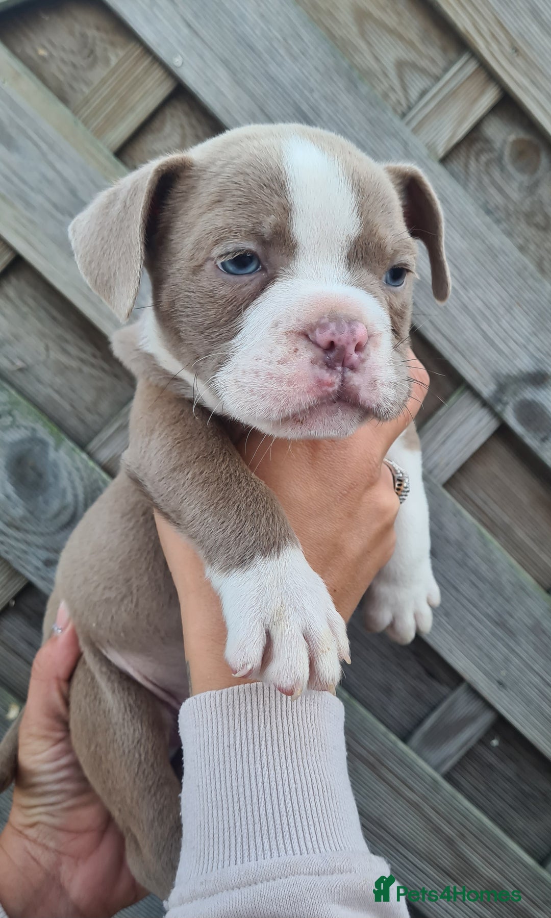 American Bully dogs for sale: Exotic American bully pups blood lines of bitcoin  - Image 11