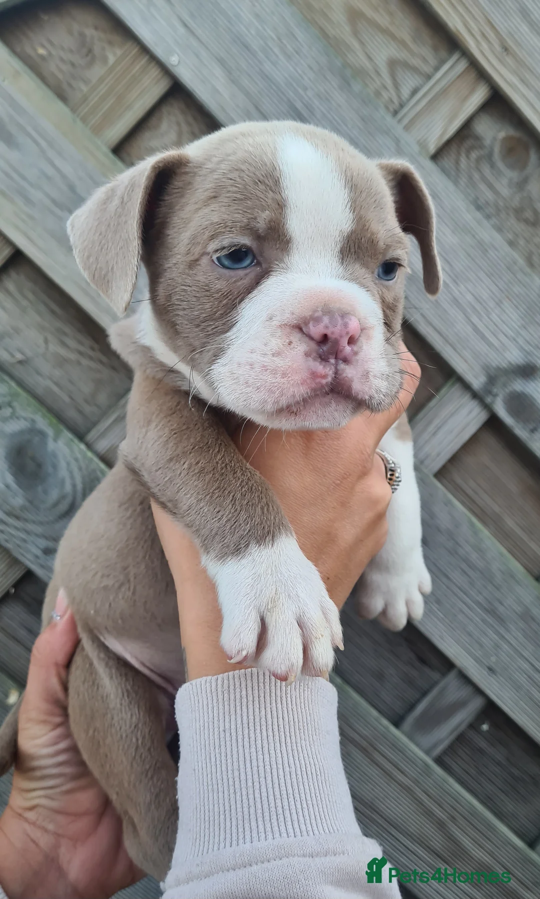 American Bully dogs for sale: Micro exotic American bullys bitcoin bloodlines - Advert 11
