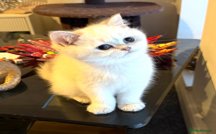 Scottish Fold cats - Advert 8