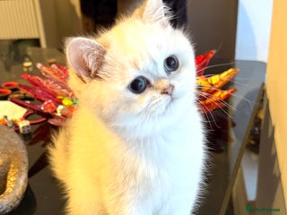 Scottish Fold cats 😻Pure breed Stunning Scottish straight angels 😻 - Advert 18