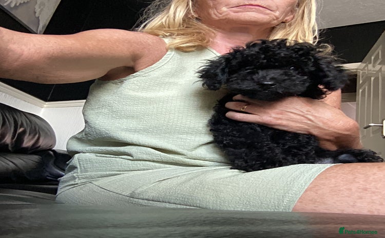 Doxiepoo dogs - Advert 1