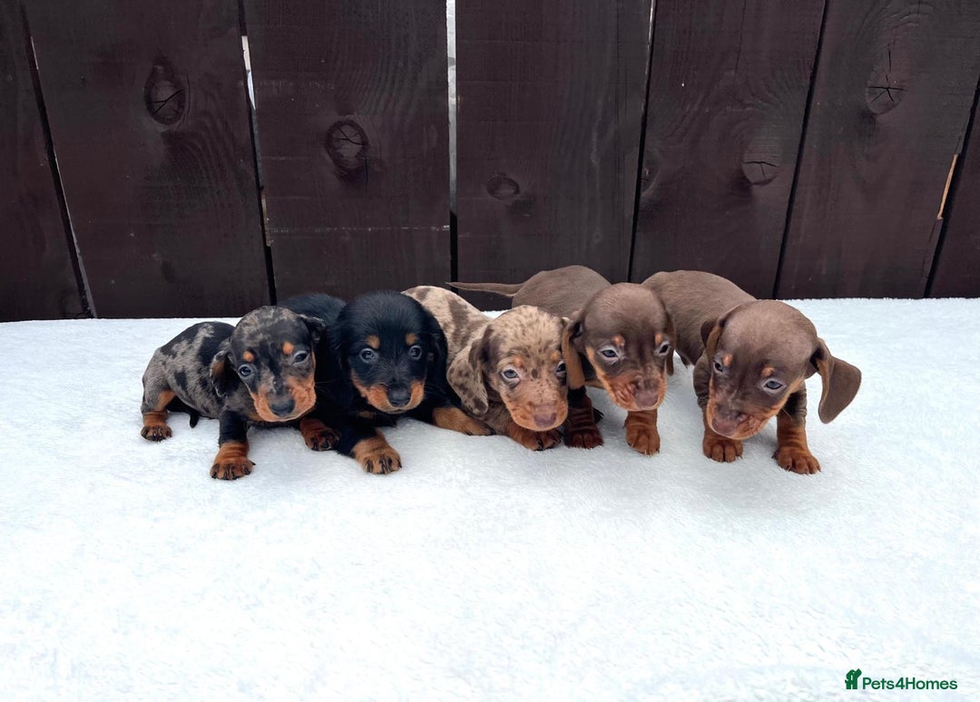 Miniature Dachshund dogs for sale: Dachshund puppies 5Boys  - Image 40