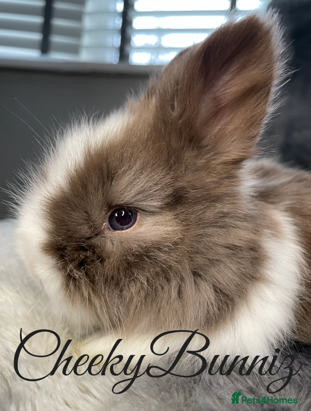 Angora rabbits for sale: English Angora 2026 Waiting List Now Open - Advert 3