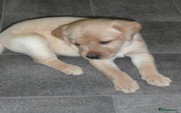 Labrador Retriever dogs for sale: Labrador puppies -1 black girl & 3 black boys left - Image 18