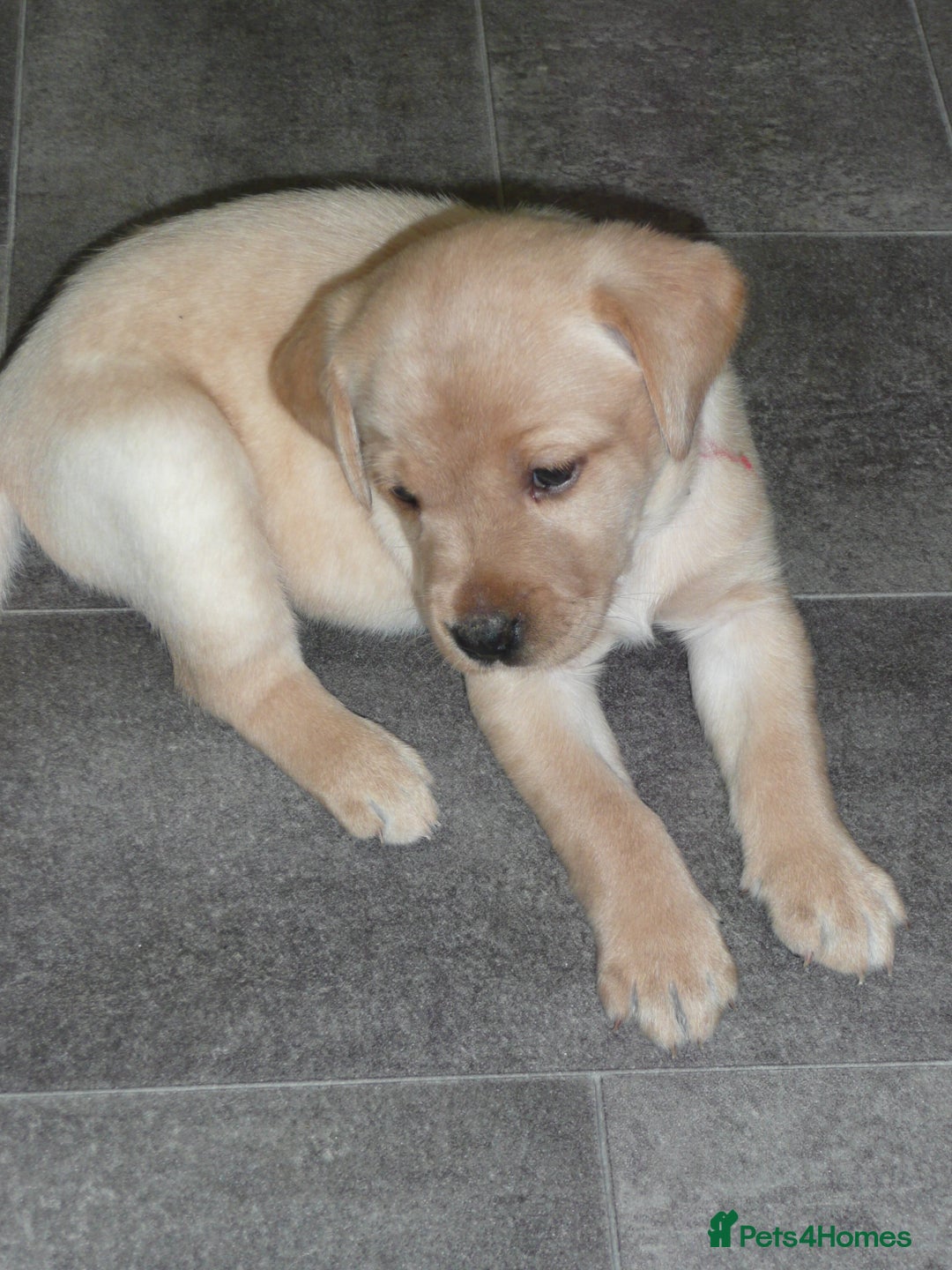 Labrador Retriever dogs for sale: Labrador puppies -1 black girl & 3 black boys left - Image 18