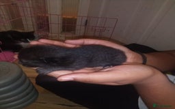 Mixed Breed cats for sale: 3 Beautiful Norwegian Forest X Kittens for sale. - Advert 14