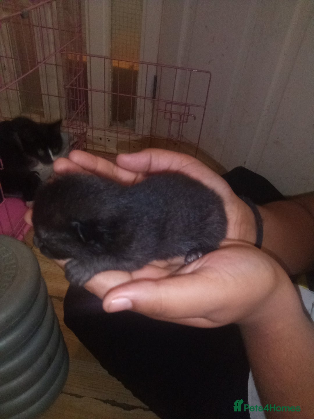 Mixed Breed cats for sale: 3 Beautiful Norwegian Forest X Kittens for sale. - Advert 14