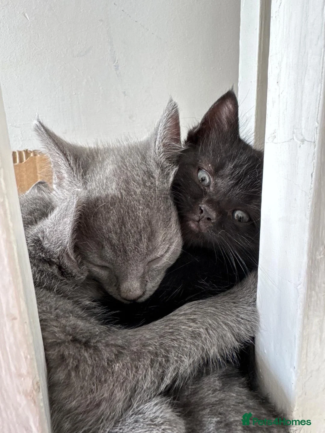 Mixed Breed cats for sale: 6 Adorable Kittens Looking for Their Forever Homes - Advert 15