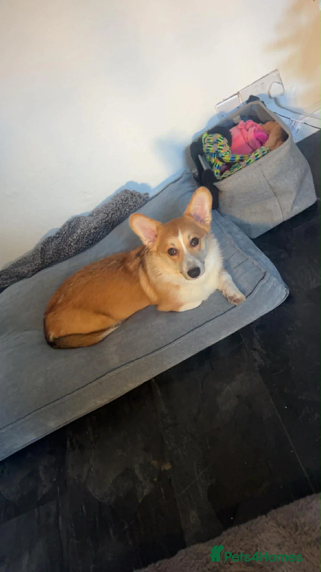 Welsh Corgi Pembroke dogs for sale: Welsh Pembrokeshire corgi  - Advert 3