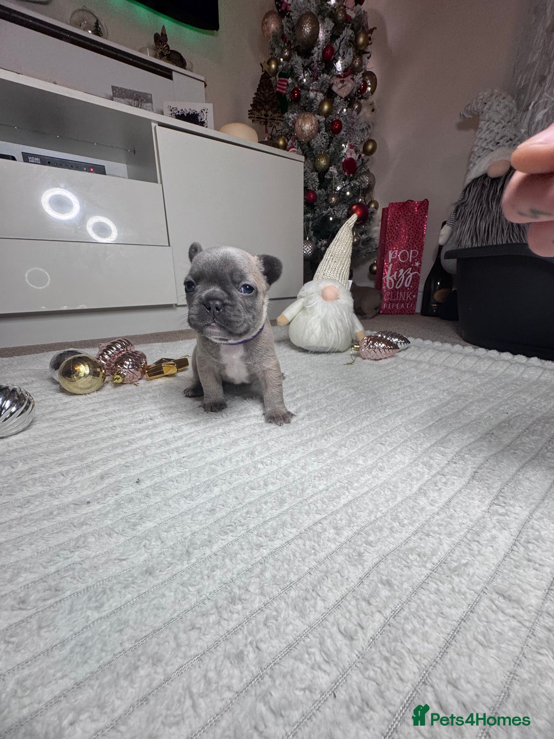 French Bulldog dogs for sale: French Bulldog puppies for sale  - Advert 11