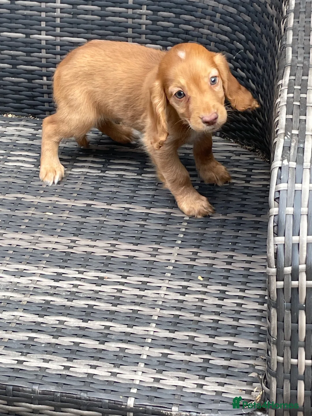 Cocker Spaniel dogs for sale: COCKER SPANIEL PUPS - Advert 2