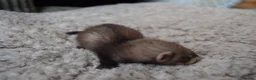 Ferret rodents for sale: Beautiful Kits  in Peterlee - Advert 21