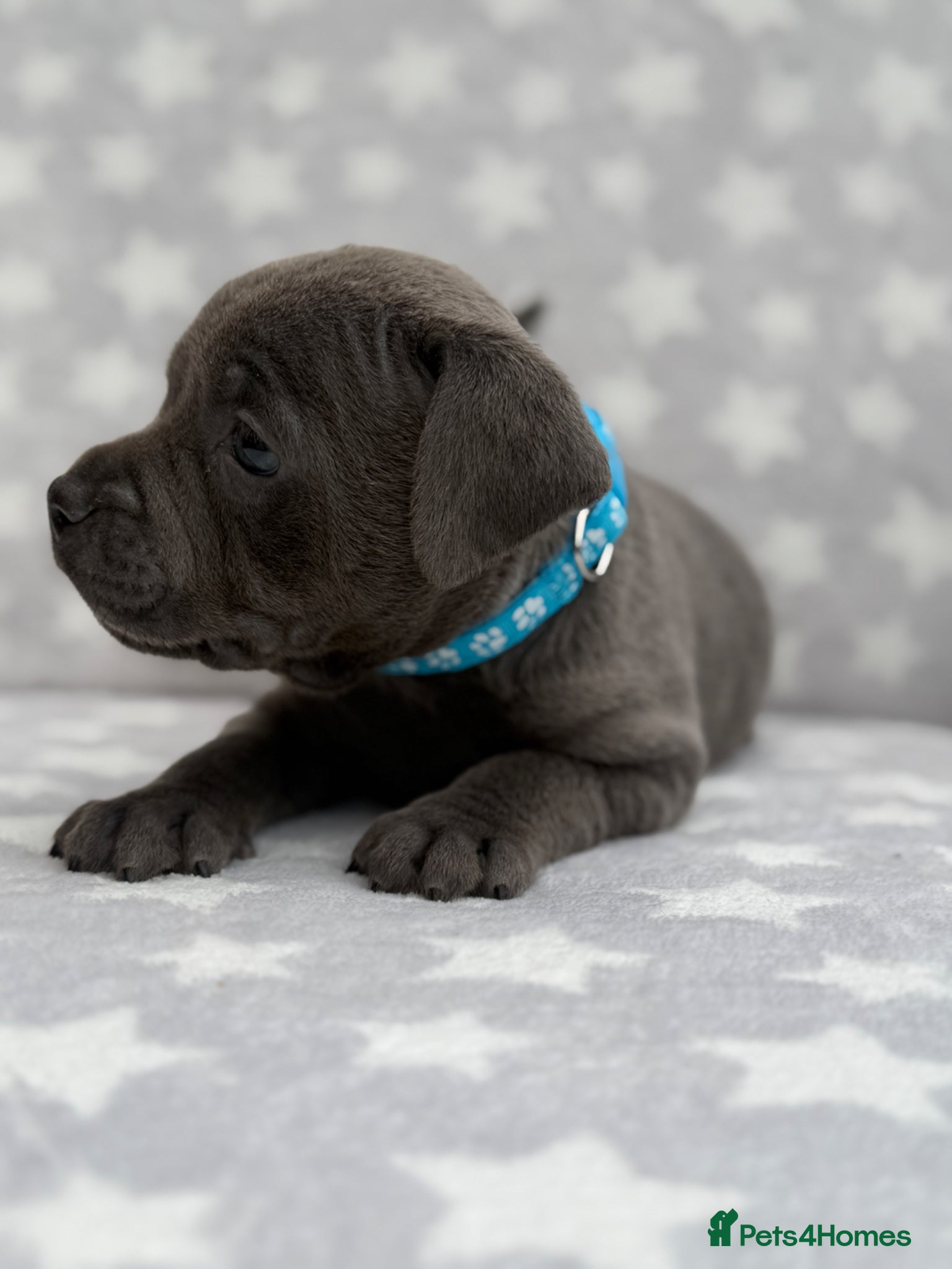 Staffordshire Bull Terrier dogs Kc blue staffordshire bullterrier puppies - Advert 1