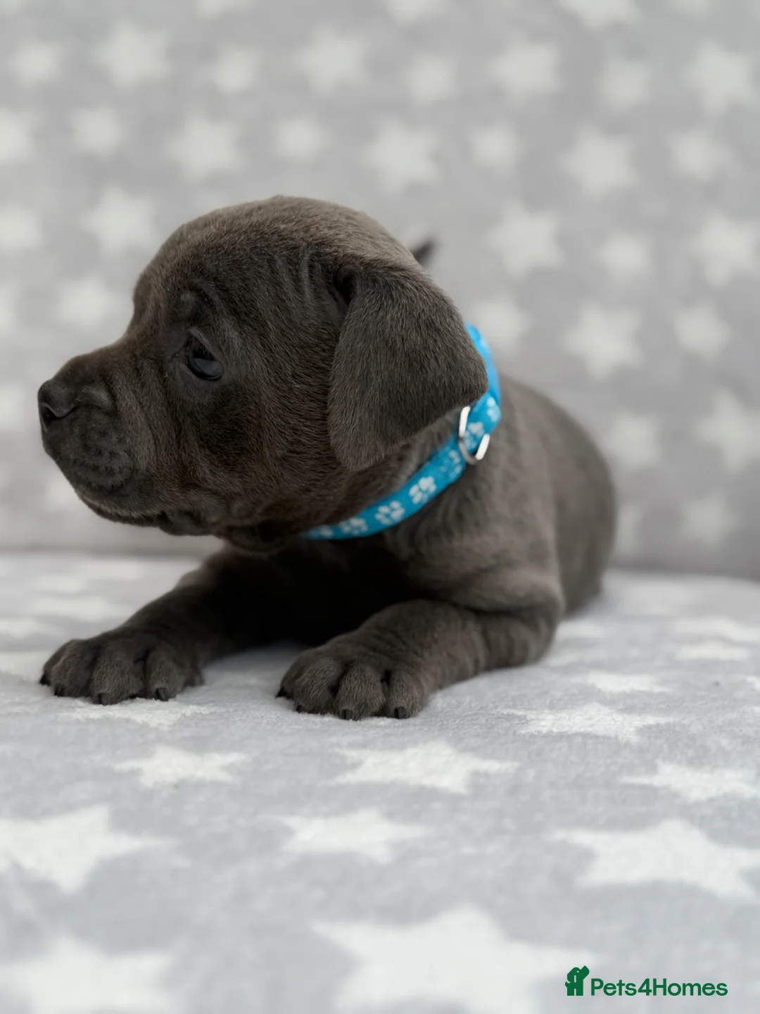 Staffordshire Bull Terrier dogs for sale: Kc blue staffordshire bullterrier puppies - Advert 1