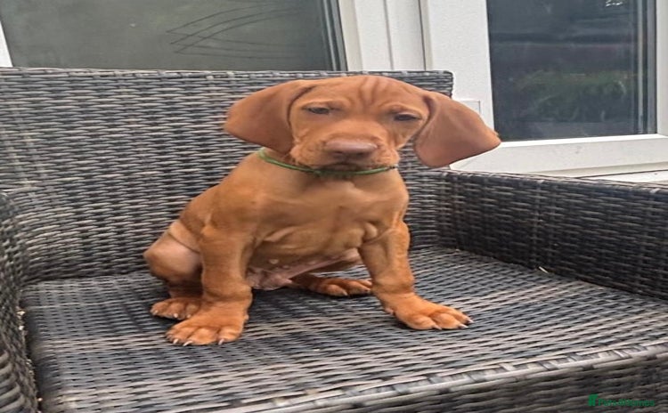 Hungarian Vizsla dogs in Birkenhead - Advert 2