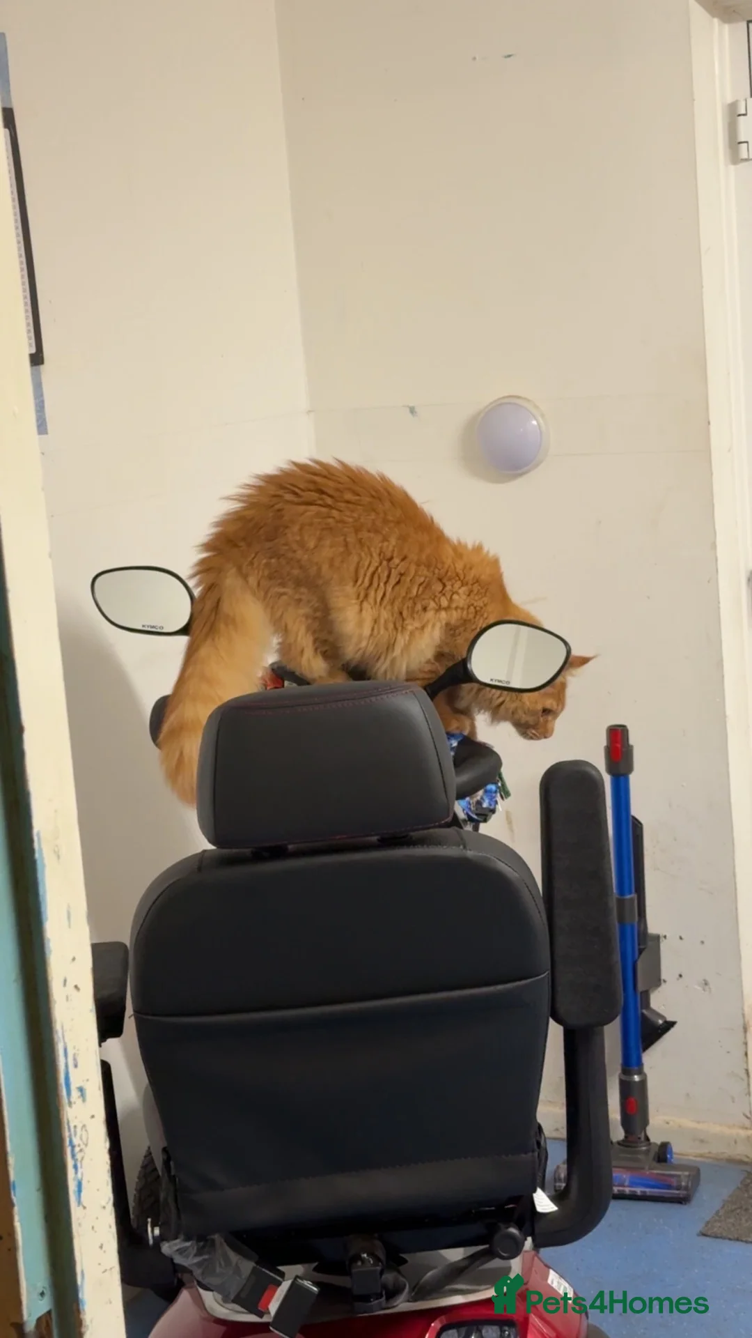 Maine Coon cats for sale: Male mainecoon ginger cat - Advert 2