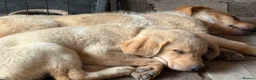 Labrador Retriever dogs for sale: Mixed litter black and blonde Labrador puppies  - Advert 20