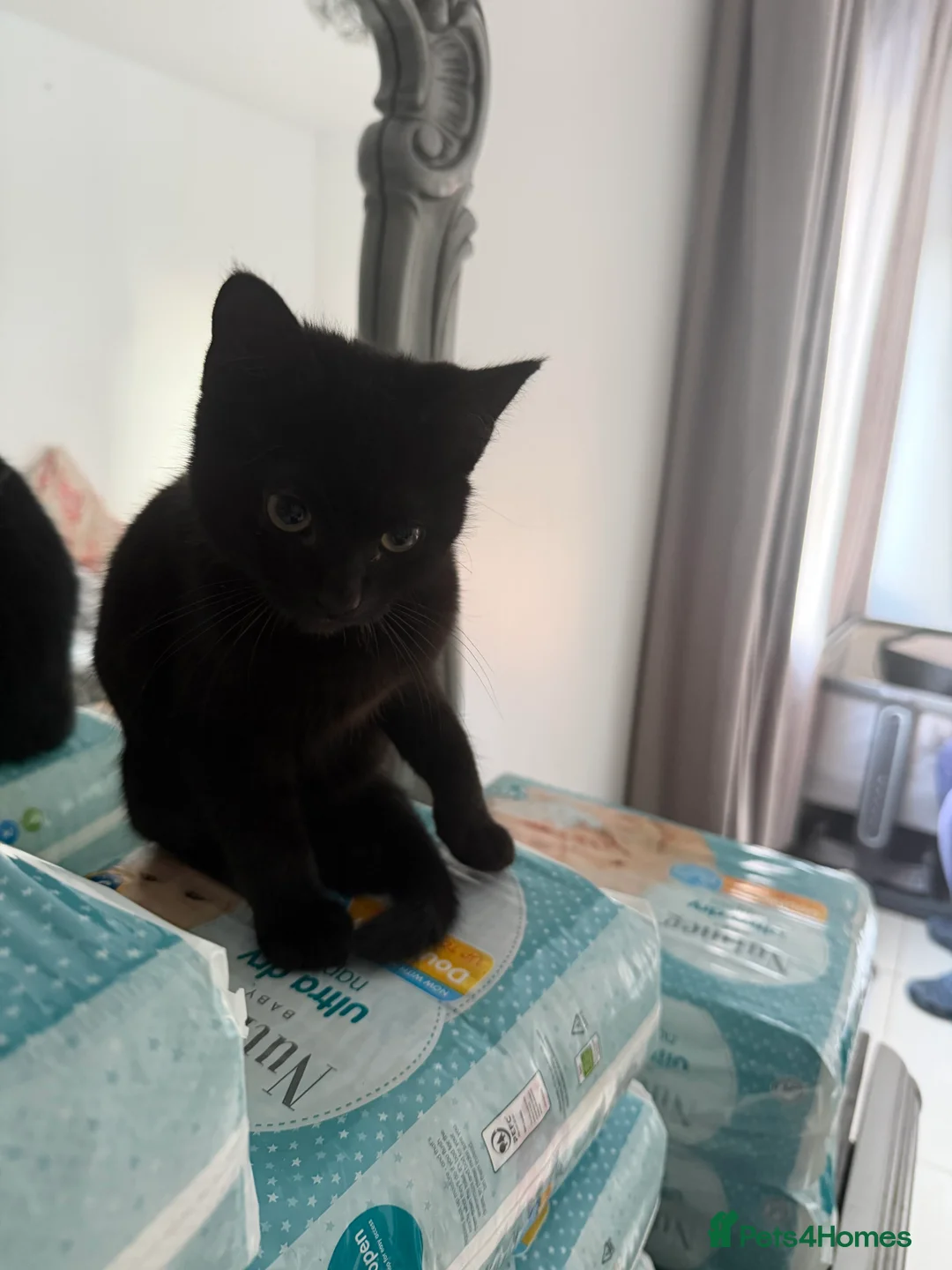 British Shorthair cats for sale: Meet The Best Kitten! - Advert 2