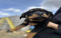Rottweiler dogs for sale: Rottweiler puppies  - Image 13