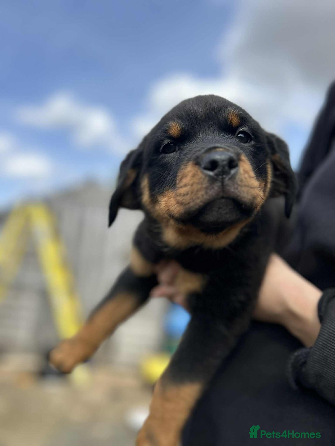 Rottweiler dogs for sale: Rottweiler puppies  - Image 13