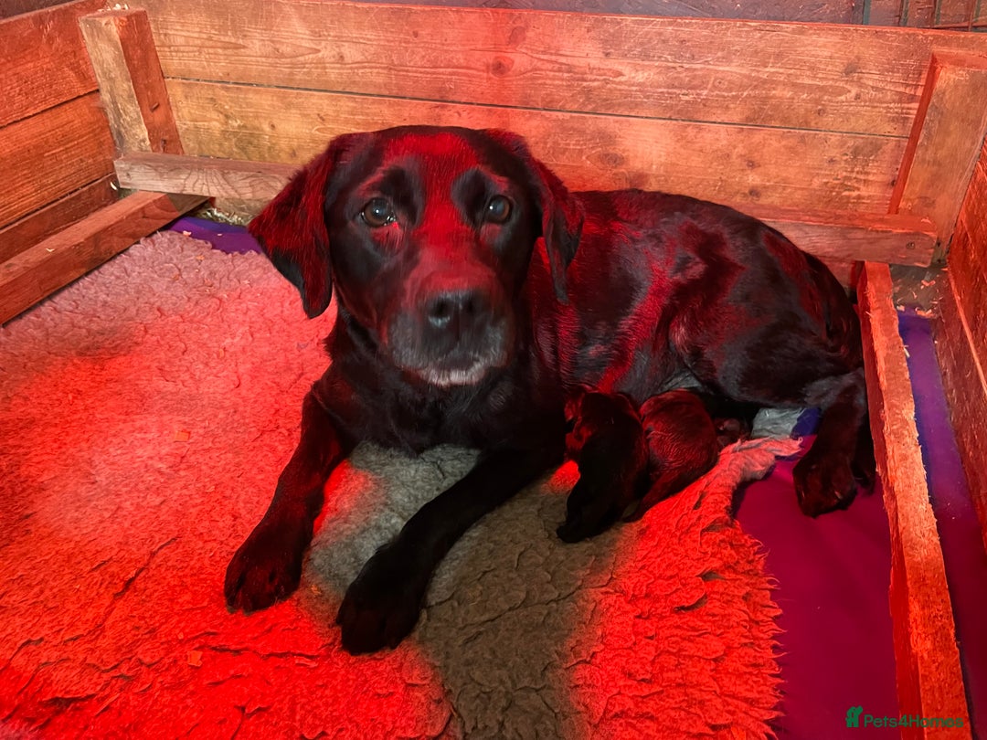 Labrador Retriever dogs for sale: LABRADOR PUPPIES 5 GEN ENHANCED PEDIGREE  - Image 13