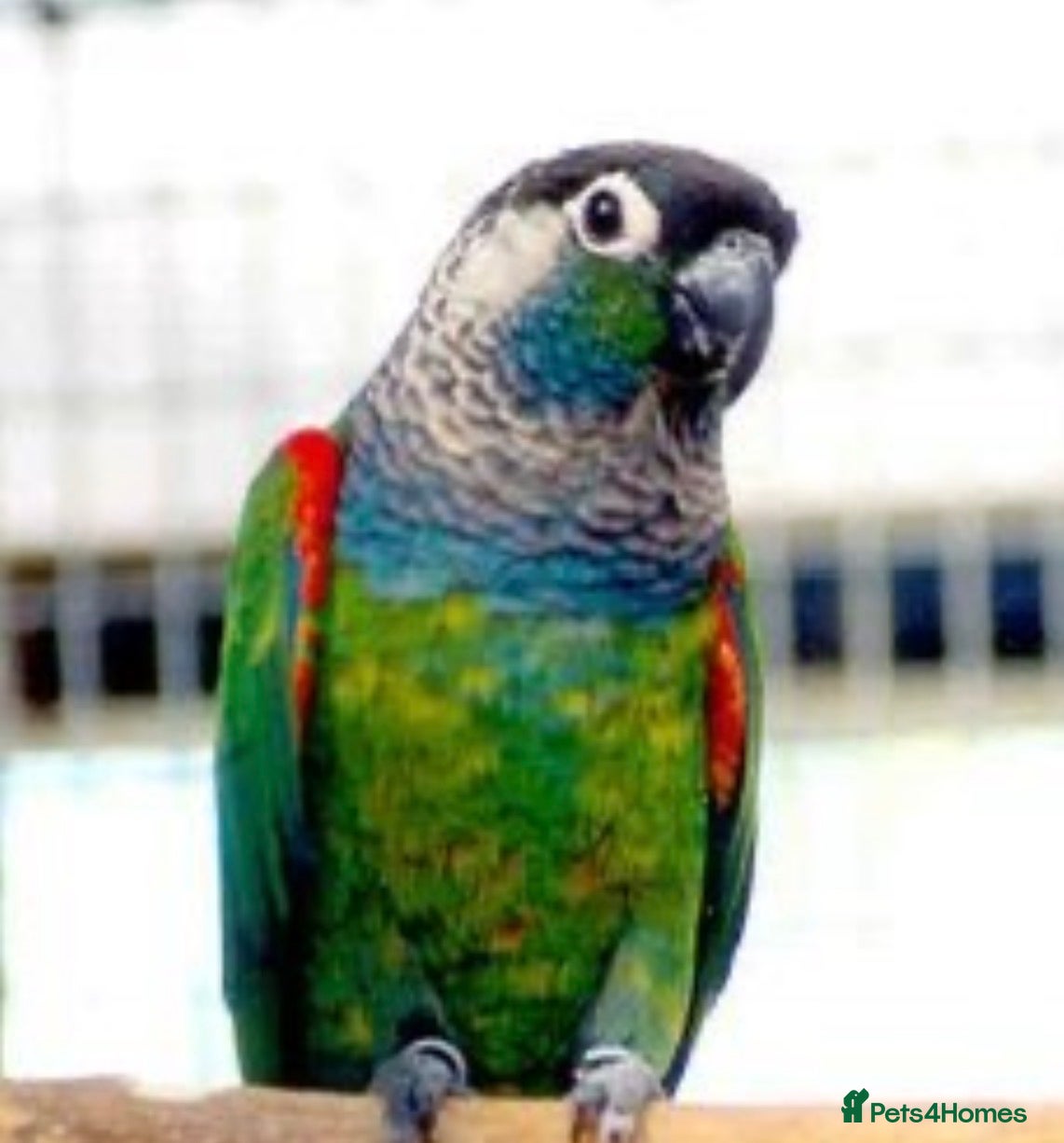 Conures birds Pearly Conure Parrot  - Advert 1