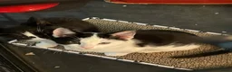 Domestic Shorthair cats for sale: 2 Bonded Sisters  in Birmingham - Advert 4