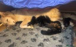 German Shepherd dogs for sale: Adorable German Shepherd Pups - Advert 13