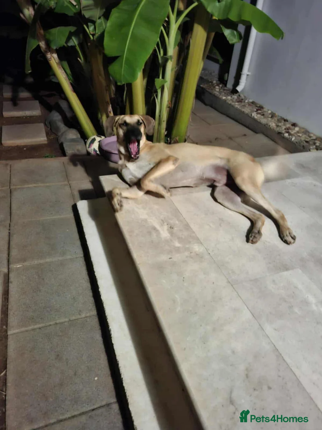 Mixed Breed dogs for adoption: Bobi! - Advert 5