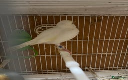 Canaries birds for sale: harlequins canary pairs and canaries  - Image 10