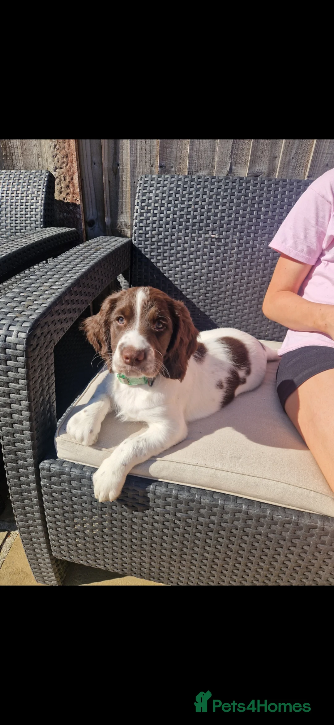 English Springer Spaniel dogs for sale: Kc registered working Springer Spaniel  - Advert 2