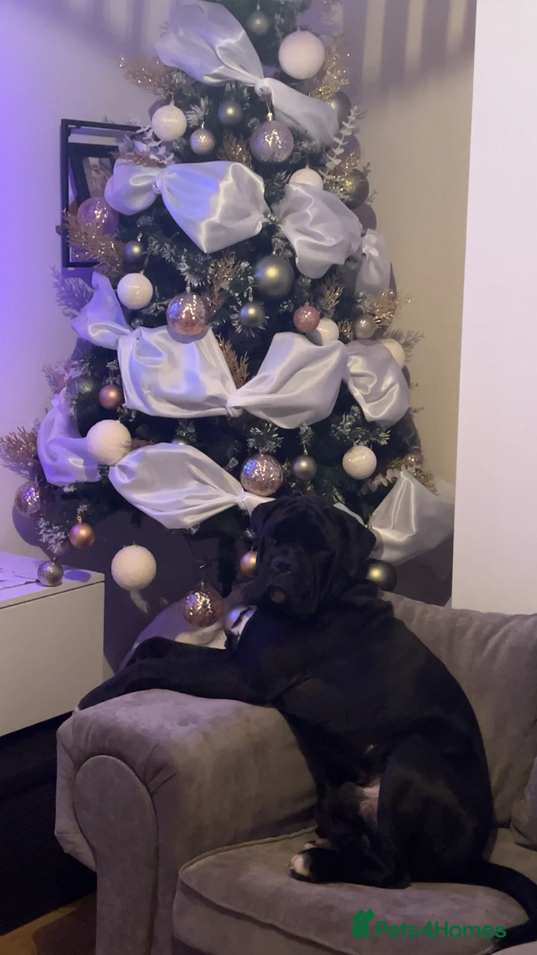 Cane Corso dogs for sale: Zuko, Male Cane Corso, Age 3 - Advert 6