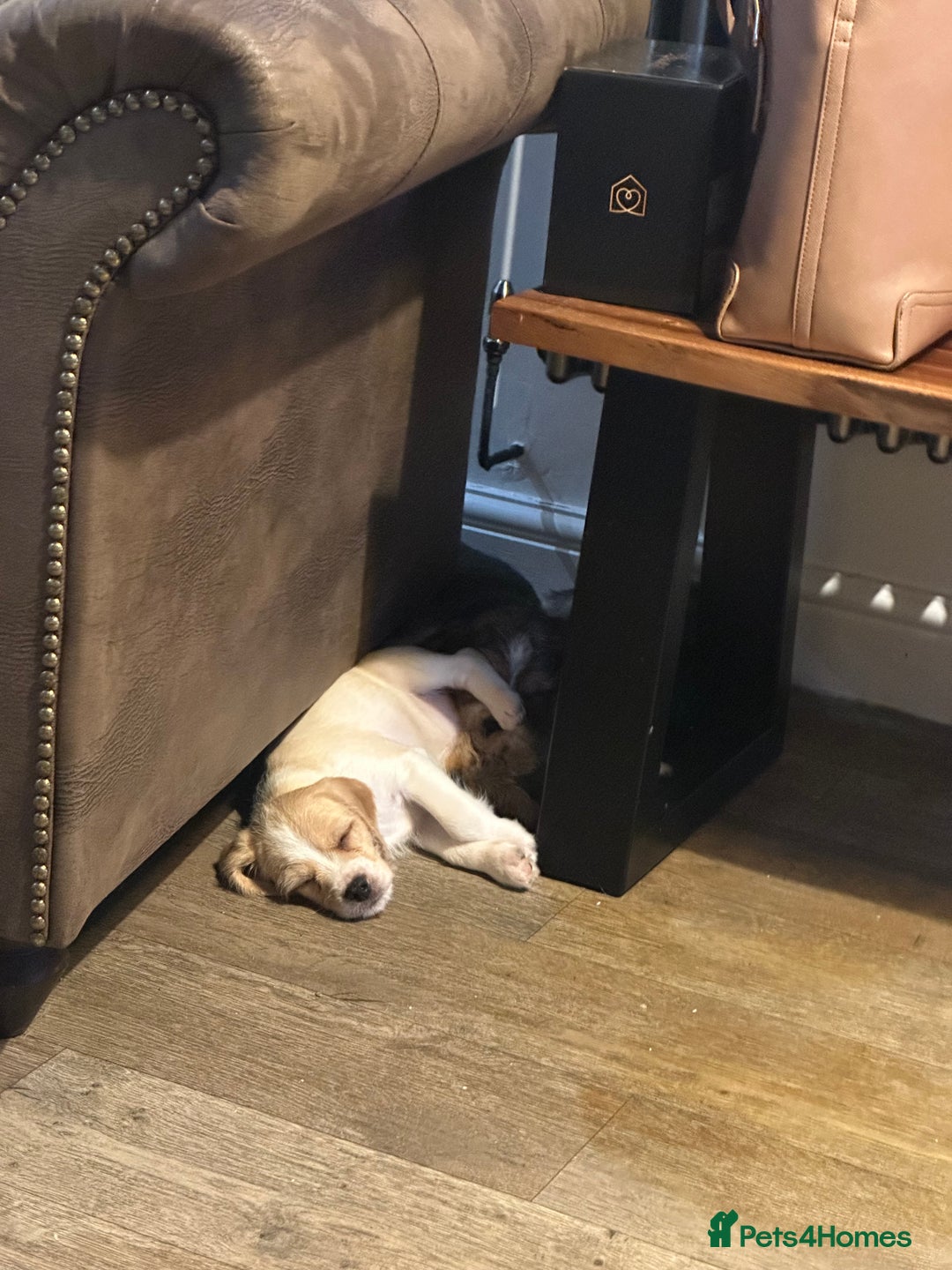 Mixed Breed dogs for sale: Beautiful Beagle X Cavapoo Puppies.  - Advert 5